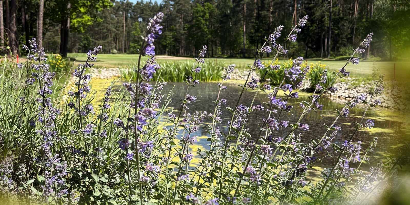 golfclub-nuernberg-bienenteich